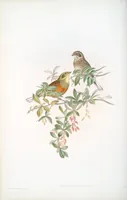 An illustration from The birds of Great Britain (1862)