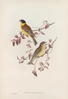 An illustration from The birds of Great Britain (1862)