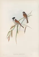 An illustration from The birds of Great Britain (1862)
