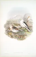 An illustration from The birds of Great Britain (1862)