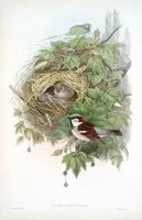 An illustration from The birds of Great Britain (1862)