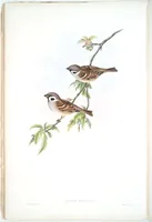 An illustration from The birds of Great Britain (1862)