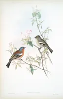 An illustration from The birds of Great Britain (1862)