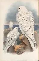 An illustration from The birds of Great Britain (1862)