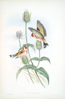 An illustration from The birds of Great Britain (1862)