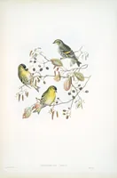 An illustration from The birds of Great Britain (1862)
