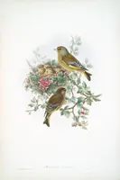 An illustration from The birds of Great Britain (1862)