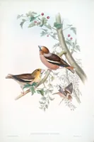 An illustration from The birds of Great Britain (1862)