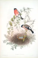 An illustration from The birds of Great Britain (1862)