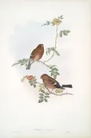 An illustration from The birds of Great Britain (1862)