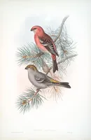An illustration from The birds of Great Britain (1862)