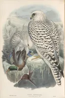 An illustration from The birds of Great Britain (1862)