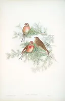 An illustration from The birds of Great Britain (1862)
