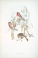 An illustration from The birds of Great Britain (1862)