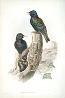 An illustration from The birds of Great Britain (1862)