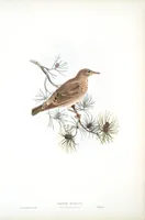 An illustration from The birds of Great Britain (1862)
