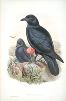 An illustration from The birds of Great Britain (1862)
