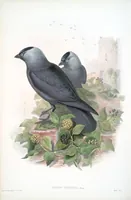 An illustration from The birds of Great Britain (1862)