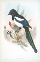 An illustration from The birds of Great Britain (1862)