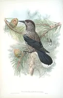 An illustration from The birds of Great Britain (1862)