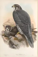 An illustration from The birds of Great Britain (1862)