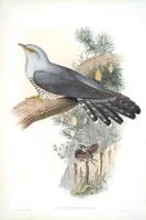 An illustration from The birds of Great Britain (1862)