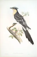 An illustration from The birds of Great Britain (1862)