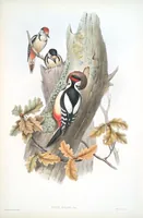 An illustration from The birds of Great Britain (1862)