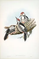 An illustration from The birds of Great Britain (1862)