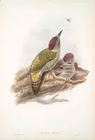 An illustration from The birds of Great Britain (1862)