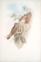 An illustration from The birds of Great Britain (1862)