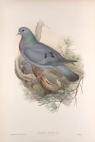 An illustration from The birds of Great Britain (1862)