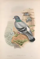 An illustration from The birds of Great Britain (1862)
