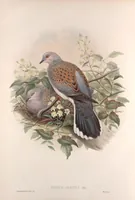 An illustration from The birds of Great Britain (1862)