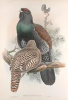 An illustration from The birds of Great Britain (1862)