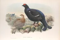 An illustration from The birds of Great Britain (1862)