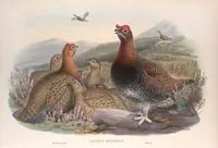An illustration from The birds of Great Britain (1862)
