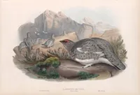 An illustration from The birds of Great Britain (1862)