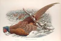 An illustration from The birds of Great Britain (1862)