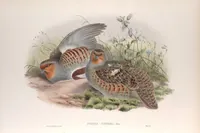 An illustration from The birds of Great Britain (1862)