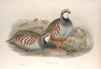 An illustration from The birds of Great Britain (1862)