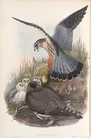 An illustration from The birds of Great Britain (1862)