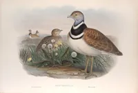 An illustration from The birds of Great Britain (1862)
