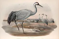 An illustration from The birds of Great Britain (1862)