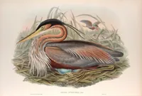 An illustration from The birds of Great Britain (1862)