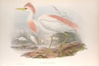 An illustration from The birds of Great Britain (1862)