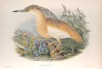 An illustration from The birds of Great Britain (1862)
