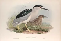 An illustration from The birds of Great Britain (1862)