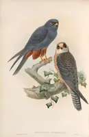 An illustration from The birds of Great Britain (1862)