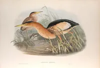 An illustration from The birds of Great Britain (1862)